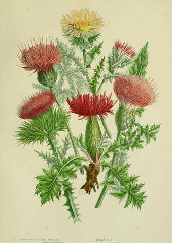 Reproducción/Reproduction 8515123387: The flowering plants, grasses, sedges, & ferns of Great Britain. London,F. Warne,1905.