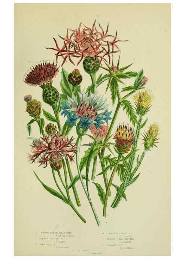 Reproducción/Reproduction 8516238956: The flowering plants, grasses, sedges, & ferns of Great Britain. London,F. Warne,1905.