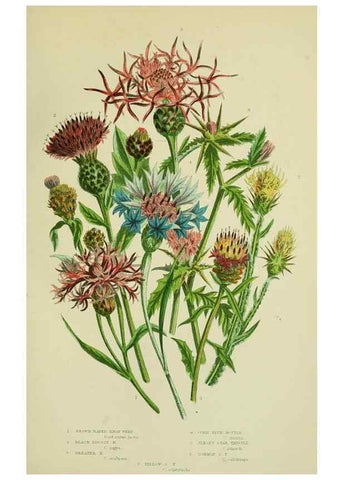 Reproducción/Reproduction 8516238956: The flowering plants, grasses, sedges, & ferns of Great Britain. London,F. Warne,1905.