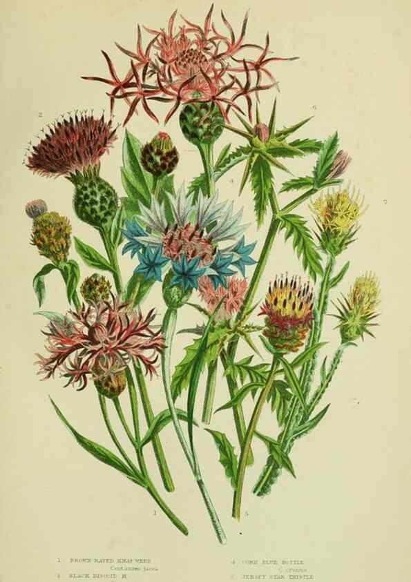 Reproducción/Reproduction 8516238956: The flowering plants, grasses, sedges, & ferns of Great Britain. London,F. Warne,1905.