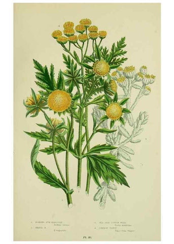Reproducción/Reproduction 8515124735: The flowering plants, grasses, sedges, & ferns of Great Britain. London,F. Warne,1905.