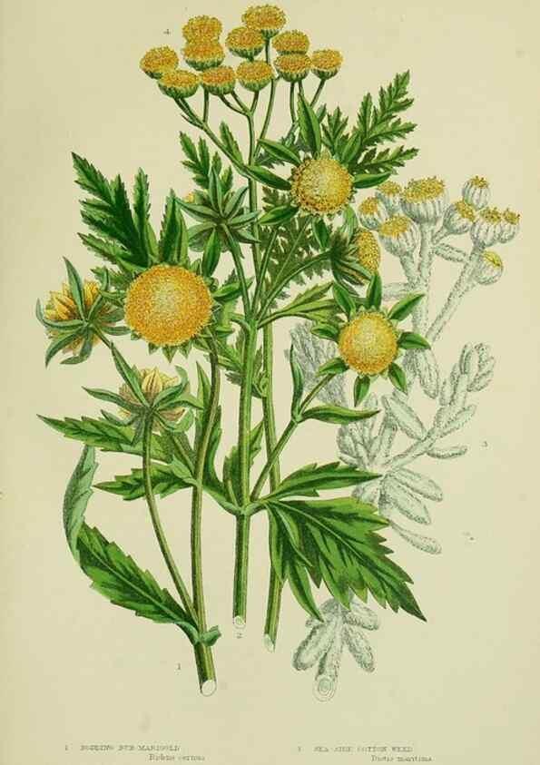 Reproducción/Reproduction 8515124735: The flowering plants, grasses, sedges, & ferns of Great Britain. London,F. Warne,1905.
