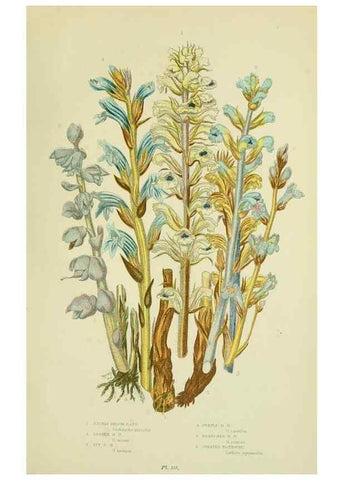 Reproducción/Reproduction 8516316544: The flowering plants, grasses, sedges, & ferns of Great Britain. London,F. Warne,1905.