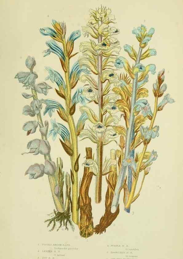 Reproducción/Reproduction 8516316544: The flowering plants, grasses, sedges, & ferns of Great Britain. London,F. Warne,1905.