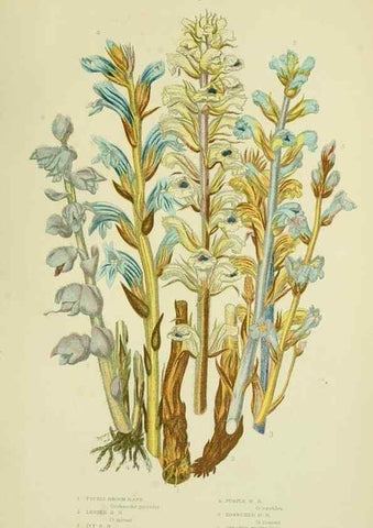 Reproducción/Reproduction 8516316544: The flowering plants, grasses, sedges, & ferns of Great Britain. London,F. Warne,1905.