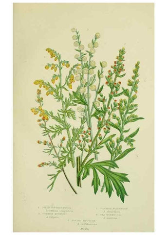 Reproducción/Reproduction 8516240390: The flowering plants, grasses, sedges, & ferns of Great Britain. London,F. Warne,1905.