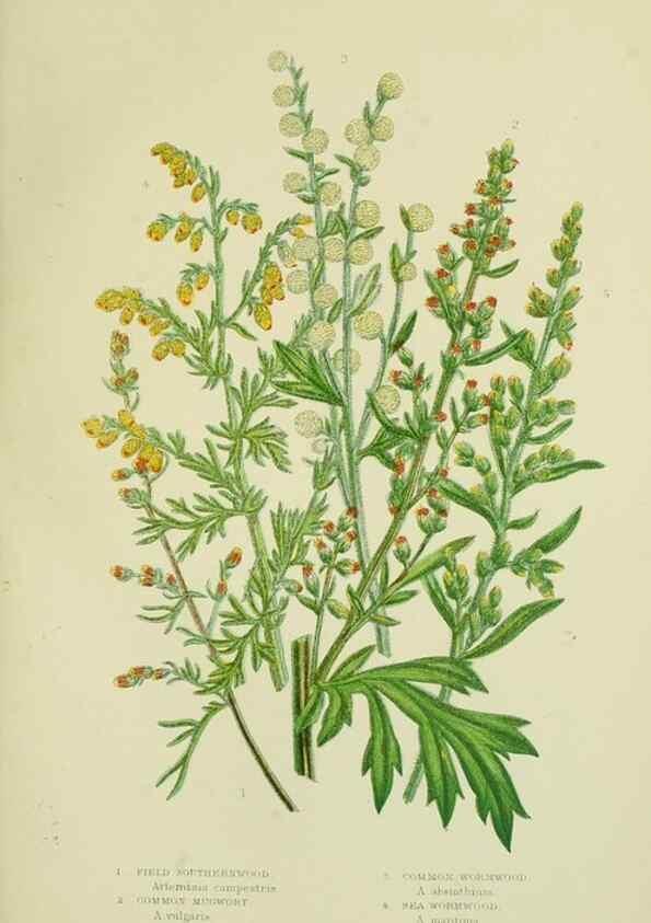 Reproducción/Reproduction 8516240390: The flowering plants, grasses, sedges, & ferns of Great Britain. London,F. Warne,1905.
