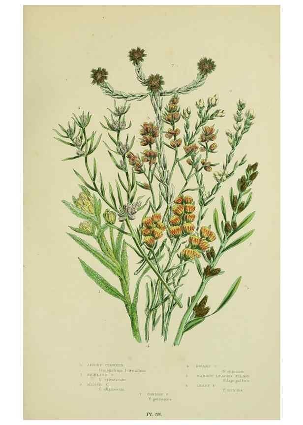 Reproducción/Reproduction 8515126831: The flowering plants, grasses, sedges, & ferns of Great Britain. London,F. Warne,1905.