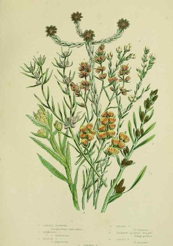 Reproducción/Reproduction 8515126831: The flowering plants, grasses, sedges, & ferns of Great Britain. London,F. Warne,1905.