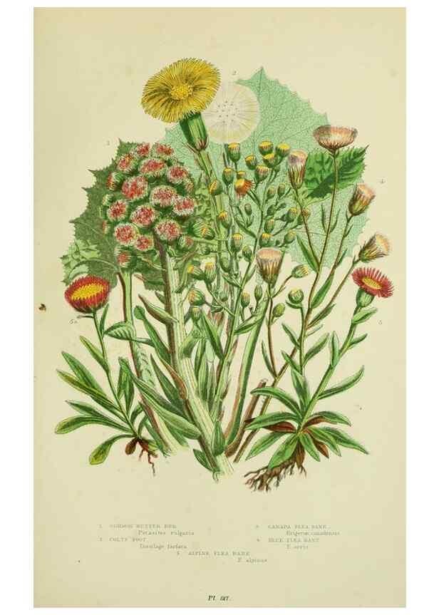 Reproducción/Reproduction 8515127591: The flowering plants, grasses, sedges, & ferns of Great Britain. London,F. Warne,1905.