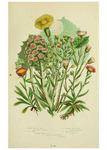 Reproducción/Reproduction 8515127591: The flowering plants, grasses, sedges, & ferns of Great Britain. London,F. Warne,1905.
