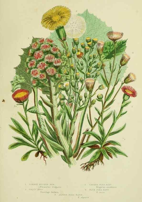 Reproducción/Reproduction 8515127591: The flowering plants, grasses, sedges, & ferns of Great Britain. London,F. Warne,1905.