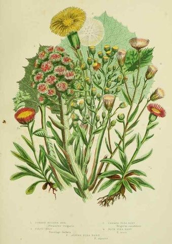 Reproducción/Reproduction 8515127591: The flowering plants, grasses, sedges, & ferns of Great Britain. London,F. Warne,1905.