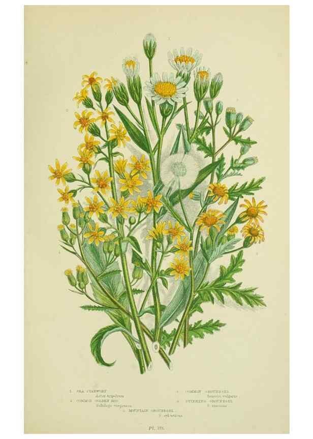 Reproducción/Reproduction 8515128393: The flowering plants, grasses, sedges, & ferns of Great Britain. London,F. Warne,1905.