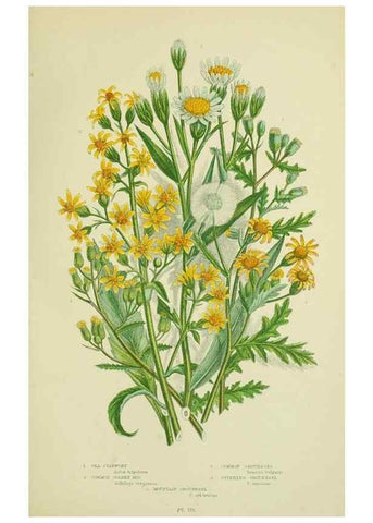 Reproducción/Reproduction 8515128393: The flowering plants, grasses, sedges, & ferns of Great Britain. London,F. Warne,1905.
