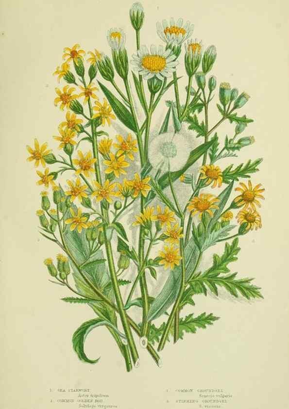 Reproducción/Reproduction 8515128393: The flowering plants, grasses, sedges, & ferns of Great Britain. London,F. Warne,1905.