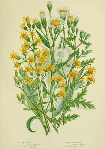 Reproducción/Reproduction 8515128393: The flowering plants, grasses, sedges, & ferns of Great Britain. London,F. Warne,1905.