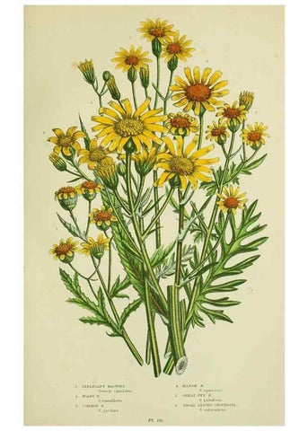 Reproducción/Reproduction 8516244172: The flowering plants, grasses, sedges, & ferns of Great Britain. London,F. Warne,1905.