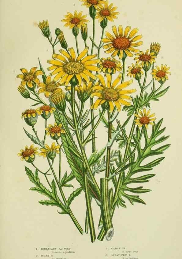 Reproducción/Reproduction 8516244172: The flowering plants, grasses, sedges, & ferns of Great Britain. London,F. Warne,1905.