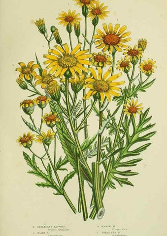 Reproducción/Reproduction 8516244172: The flowering plants, grasses, sedges, & ferns of Great Britain. London,F. Warne,1905.