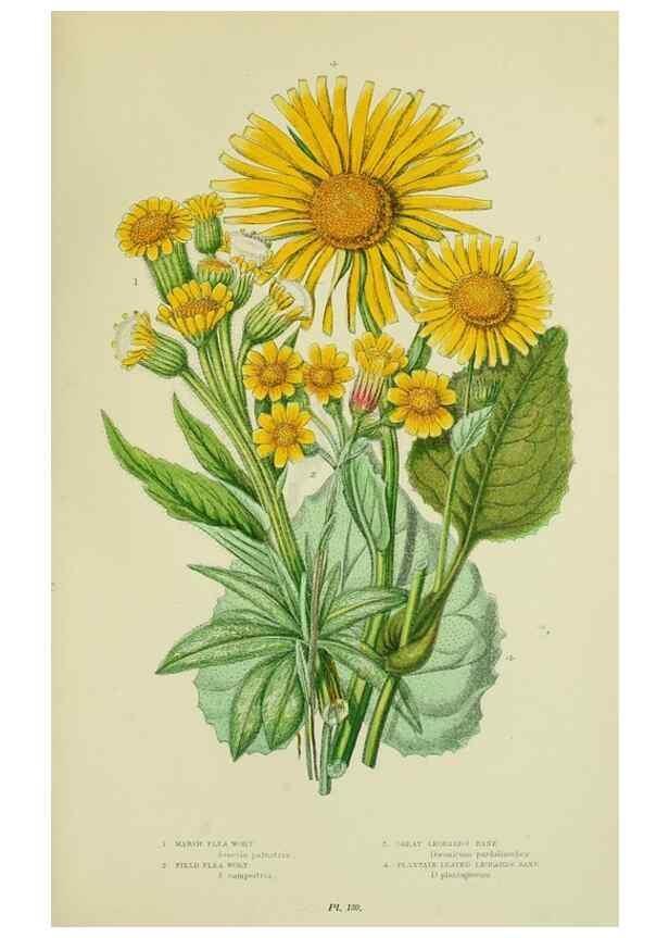 Reproducción/Reproduction 8516244962: The flowering plants, grasses, sedges, & ferns of Great Britain. London,F. Warne,1905.