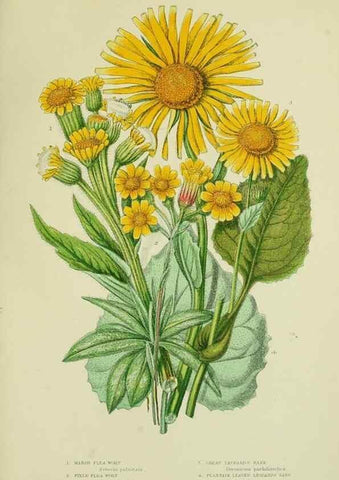 Reproducción/Reproduction 8516244962: The flowering plants, grasses, sedges, & ferns of Great Britain. London,F. Warne,1905.