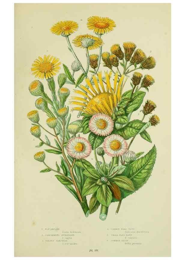 Reproducción/Reproduction 8516245648: The flowering plants, grasses, sedges, & ferns of Great Britain. London,F. Warne,1905.