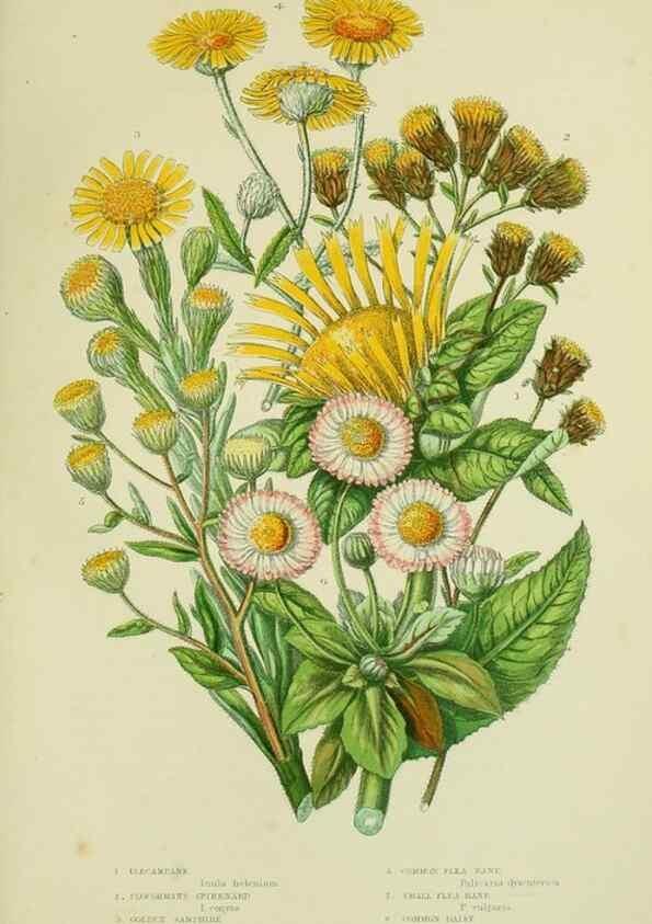 Reproducción/Reproduction 8516245648: The flowering plants, grasses, sedges, & ferns of Great Britain. London,F. Warne,1905.