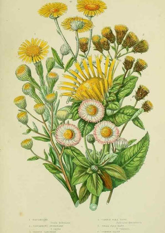 Reproducción/Reproduction 8516245648: The flowering plants, grasses, sedges, & ferns of Great Britain. London,F. Warne,1905.