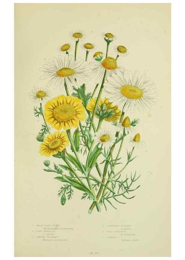 Reproducción/Reproduction 8515130929: The flowering plants, grasses, sedges, & ferns of Great Britain. London,F. Warne,1905.