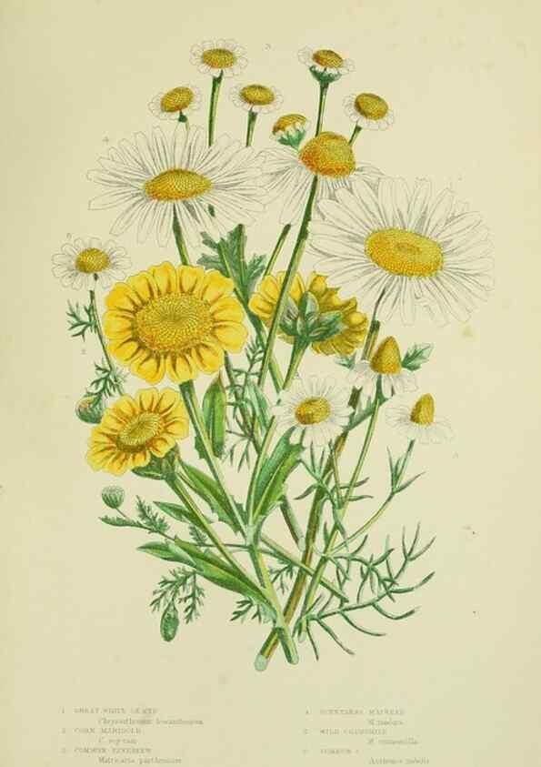 Reproducción/Reproduction 8515130929: The flowering plants, grasses, sedges, & ferns of Great Britain. London,F. Warne,1905.