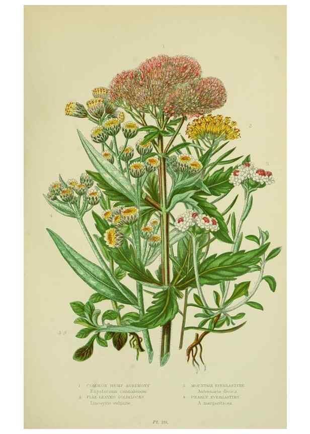 Reproducción/Reproduction 8515126101: The flowering plants, grasses, sedges, & ferns of Great Britain. London,F. Warne,1905.