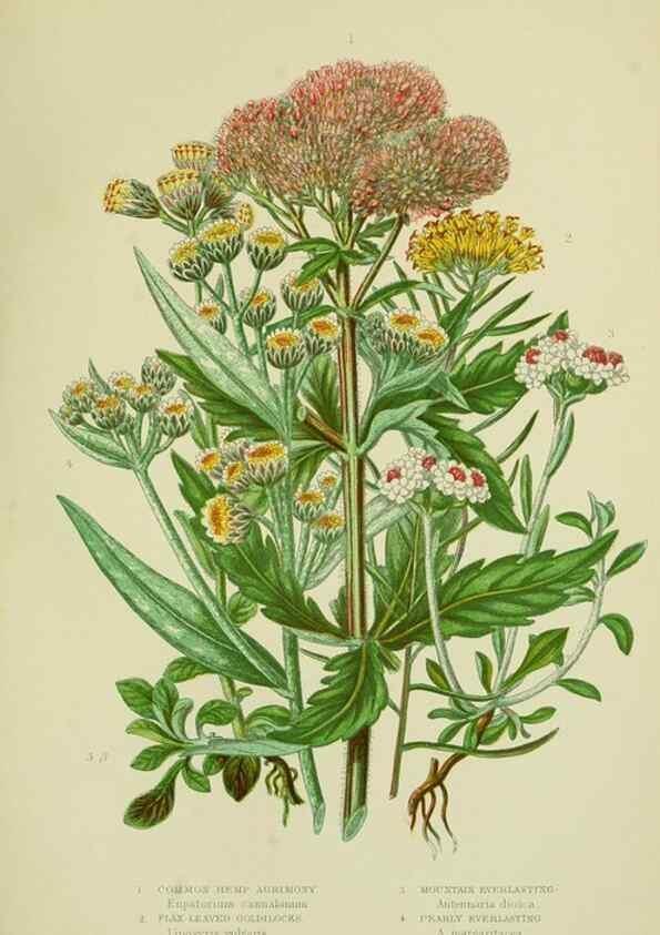 Reproducción/Reproduction 8515126101: The flowering plants, grasses, sedges, & ferns of Great Britain. London,F. Warne,1905.