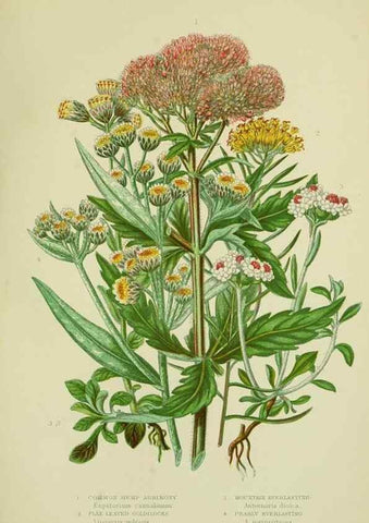Reproducción/Reproduction 8515126101: The flowering plants, grasses, sedges, & ferns of Great Britain. London,F. Warne,1905.
