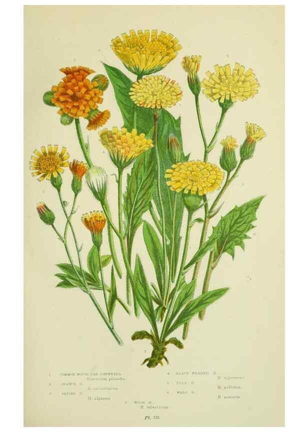 Reproducción/Reproduction 8515119989: The flowering plants, grasses, sedges, & ferns of Great Britain. London,F. Warne,1905.