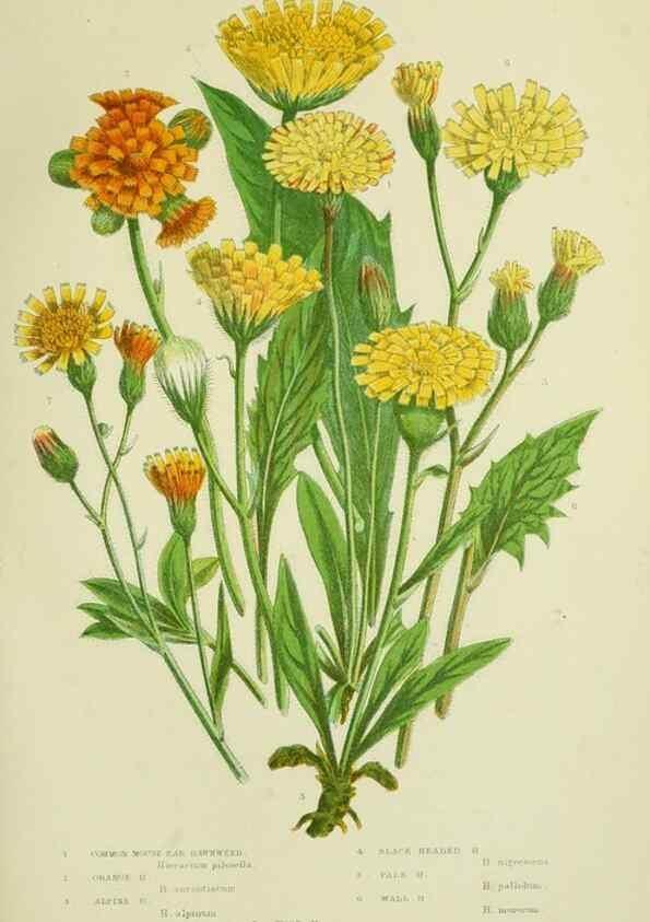 Reproducción/Reproduction 8515119989: The flowering plants, grasses, sedges, & ferns of Great Britain. London,F. Warne,1905.