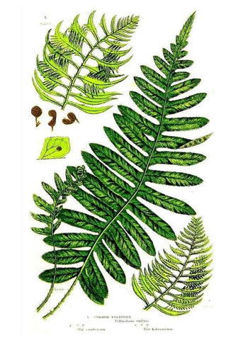 Reproducción/Reproduction 8516506302: The ferns of Great Britain, and their allies the club-mosses, pepperworts, and horsetails /. London :Printed for the Society for Promoting Christian Knowledge :[1855]