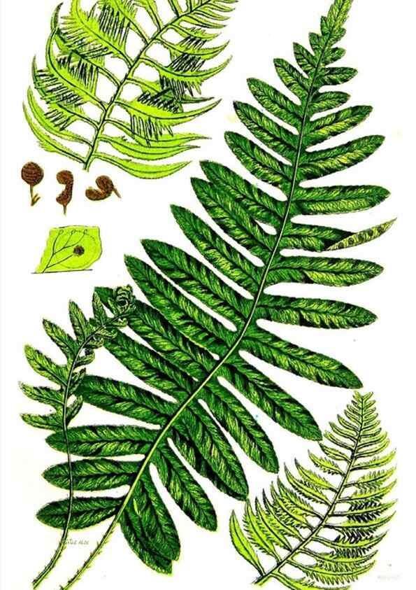Reproducción/Reproduction 8516506302: The ferns of Great Britain, and their allies the club-mosses, pepperworts, and horsetails /. London :Printed for the Society for Promoting Christian Knowledge :[1855]