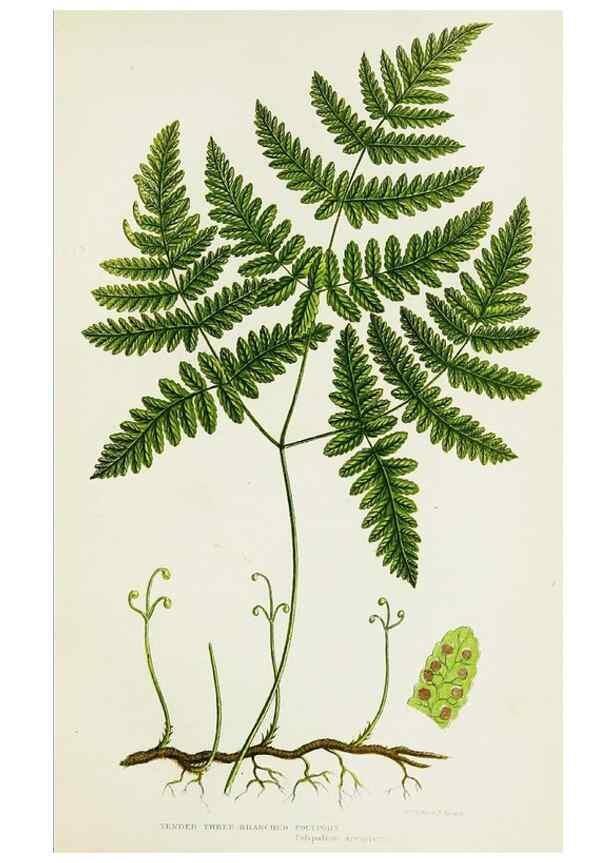 Reproducción/Reproduction 8516507638: The ferns of Great Britain, and their allies the club-mosses, pepperworts, and horsetails /. London :Printed for the Society for Promoting Christian Knowledge :[1855]