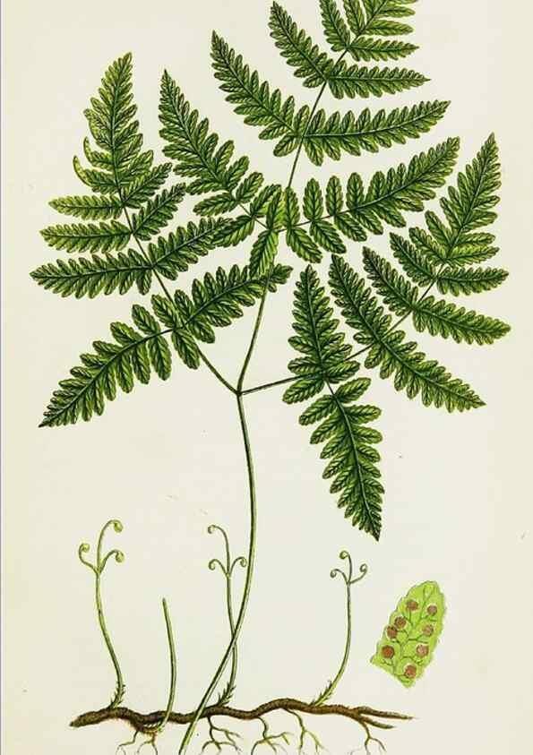 Reproducción/Reproduction 8516507638: The ferns of Great Britain, and their allies the club-mosses, pepperworts, and horsetails /. London :Printed for the Society for Promoting Christian Knowledge :[1855]