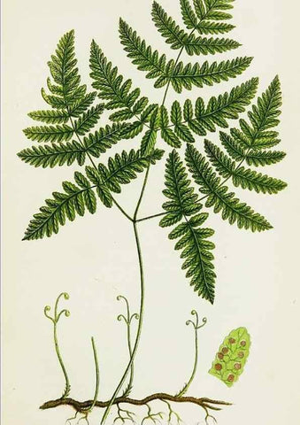Reproducción/Reproduction 8516507638: The ferns of Great Britain, and their allies the club-mosses, pepperworts, and horsetails /. London :Printed for the Society for Promoting Christian Knowledge :[1855]
