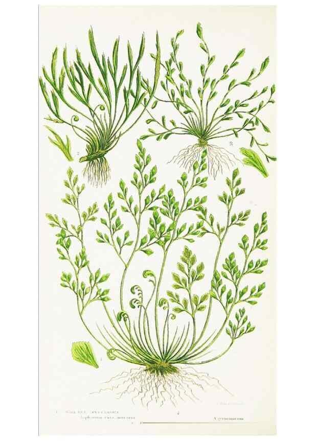Reproducción/Reproduction 8516520344: The ferns of Great Britain, and their allies the club-mosses, pepperworts, and horsetails /. London :Printed for the Society for Promoting Christian Knowledge :[1855]