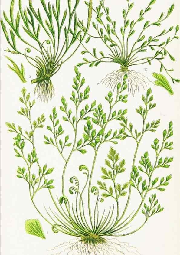 Reproducción/Reproduction 8516520344: The ferns of Great Britain, and their allies the club-mosses, pepperworts, and horsetails /. London :Printed for the Society for Promoting Christian Knowledge :[1855]