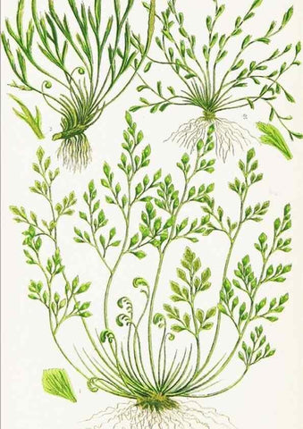 Reproducción/Reproduction 8516520344: The ferns of Great Britain, and their allies the club-mosses, pepperworts, and horsetails /. London :Printed for the Society for Promoting Christian Knowledge :[1855]