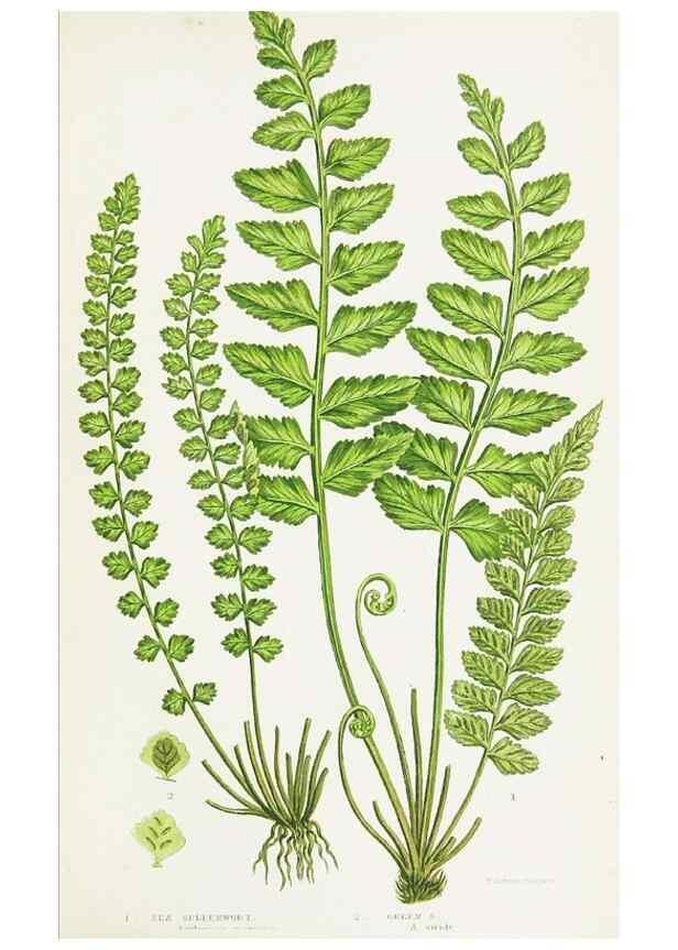 Reproducción/Reproduction 8515407193: The ferns of Great Britain, and their allies the club-mosses, pepperworts, and horsetails /. London :Printed for the Society for Promoting Christian Knowledge :[1855]