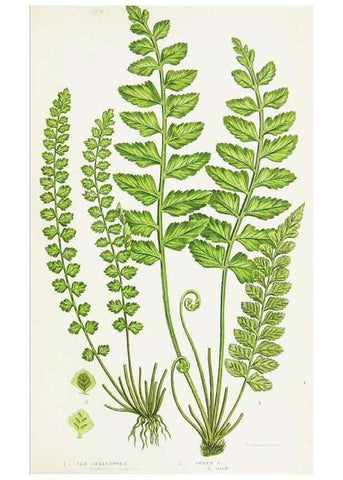 Reproducción/Reproduction 8515407193: The ferns of Great Britain, and their allies the club-mosses, pepperworts, and horsetails /. London :Printed for the Society for Promoting Christian Knowledge :[1855]