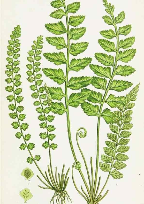 Reproducción/Reproduction 8515407193: The ferns of Great Britain, and their allies the club-mosses, pepperworts, and horsetails /. London :Printed for the Society for Promoting Christian Knowledge :[1855]