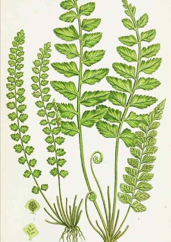 Reproducción/Reproduction 8515407193: The ferns of Great Britain, and their allies the club-mosses, pepperworts, and horsetails /. London :Printed for the Society for Promoting Christian Knowledge :[1855]