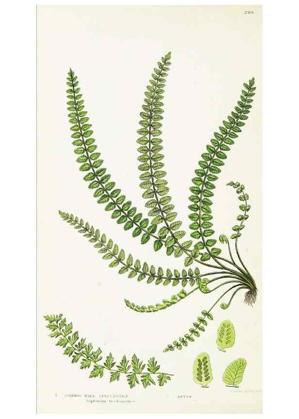 Reproducción/Reproduction 8516521704: The ferns of Great Britain, and their allies the club-mosses, pepperworts, and horsetails /. London :Printed for the Society for Promoting Christian Knowledge :[1855]