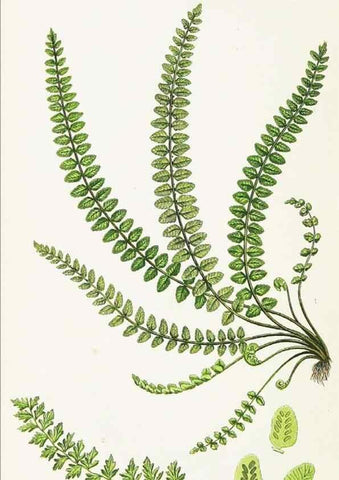 Reproducción/Reproduction 8516521704: The ferns of Great Britain, and their allies the club-mosses, pepperworts, and horsetails /. London :Printed for the Society for Promoting Christian Knowledge :[1855]